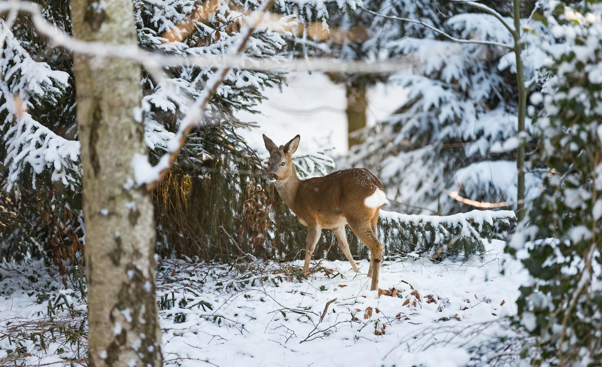 Winter_in_Norddeutsc_dpa_56448390