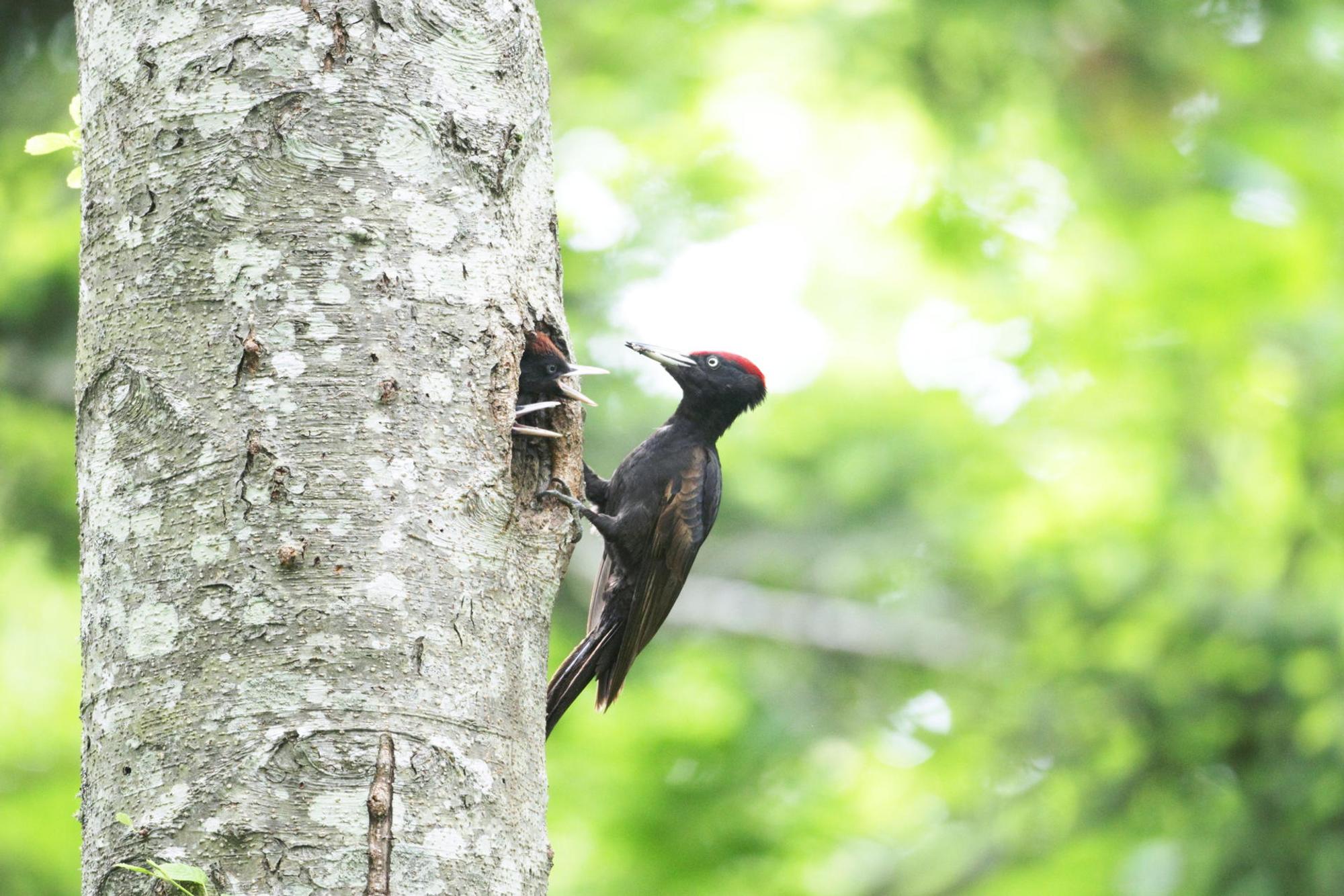 Tiere Rote Liste (1)