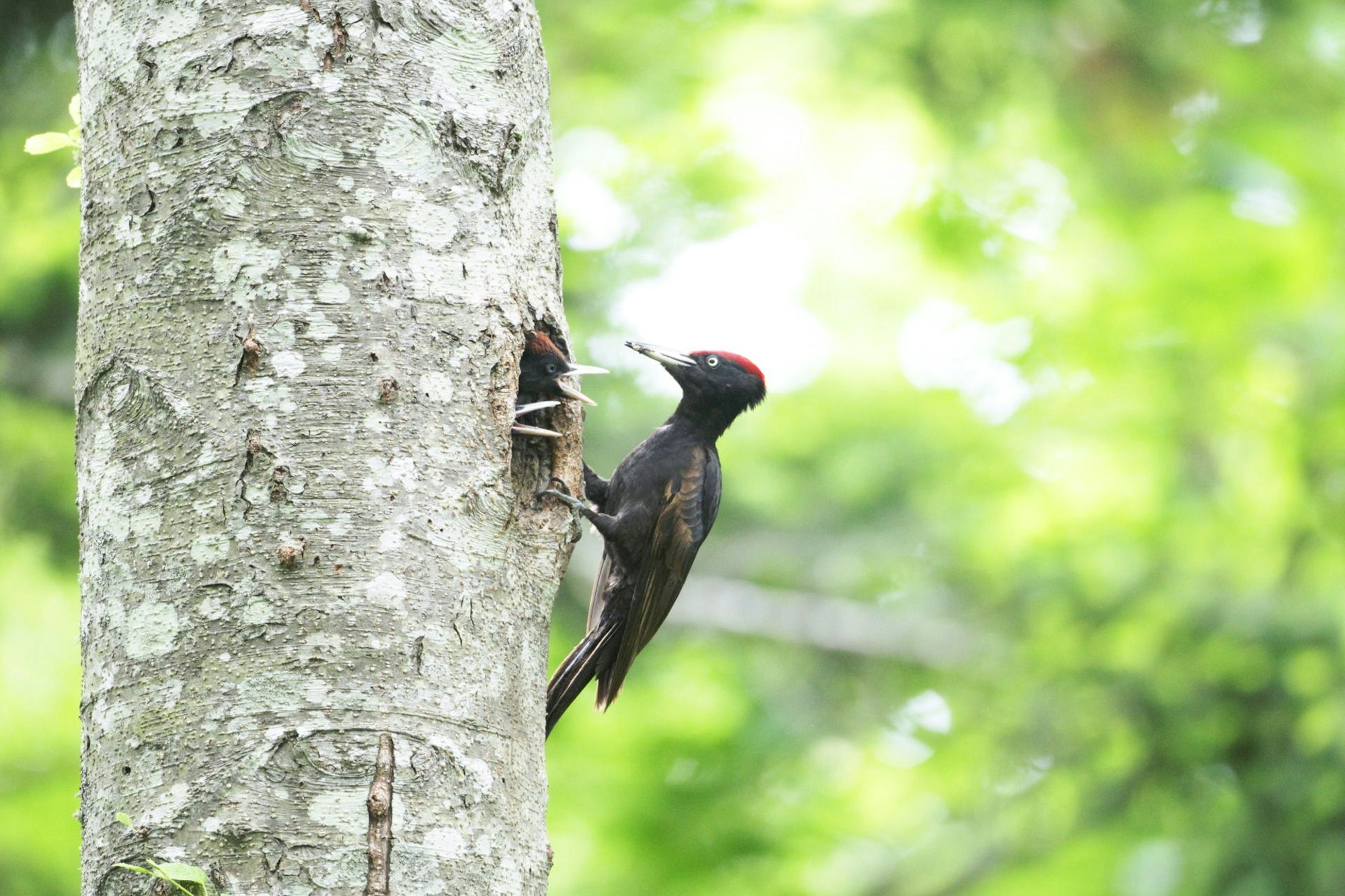 Tiere Rote Liste (1)