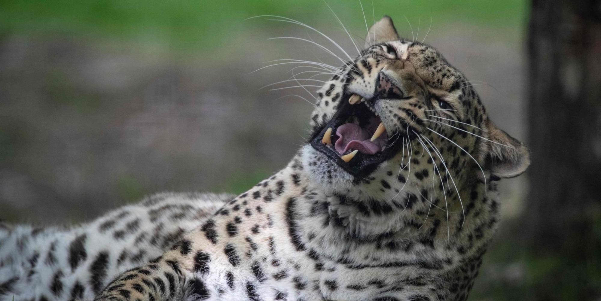 Leopard Symbolbild