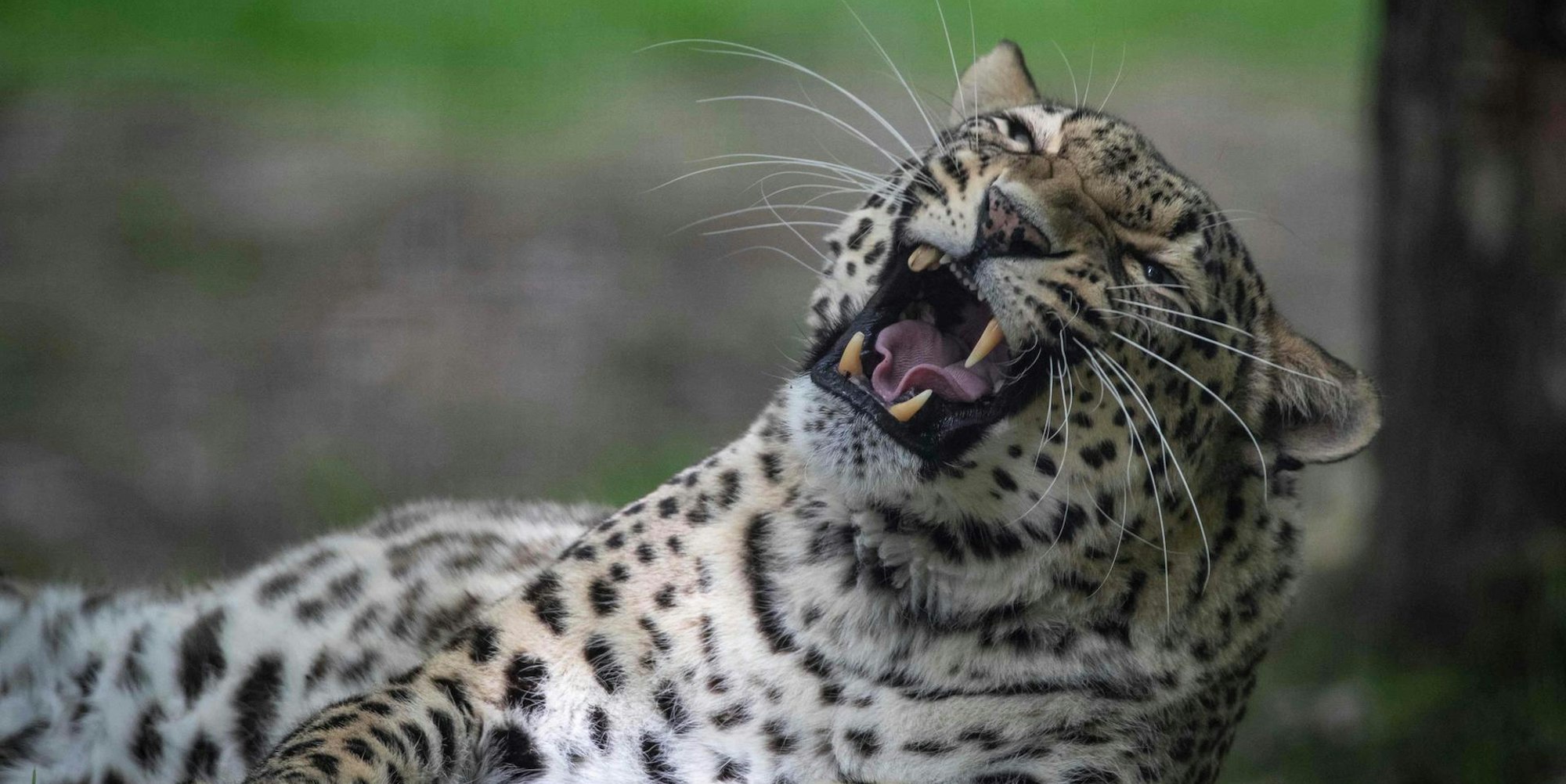 Leopard Symbolbild