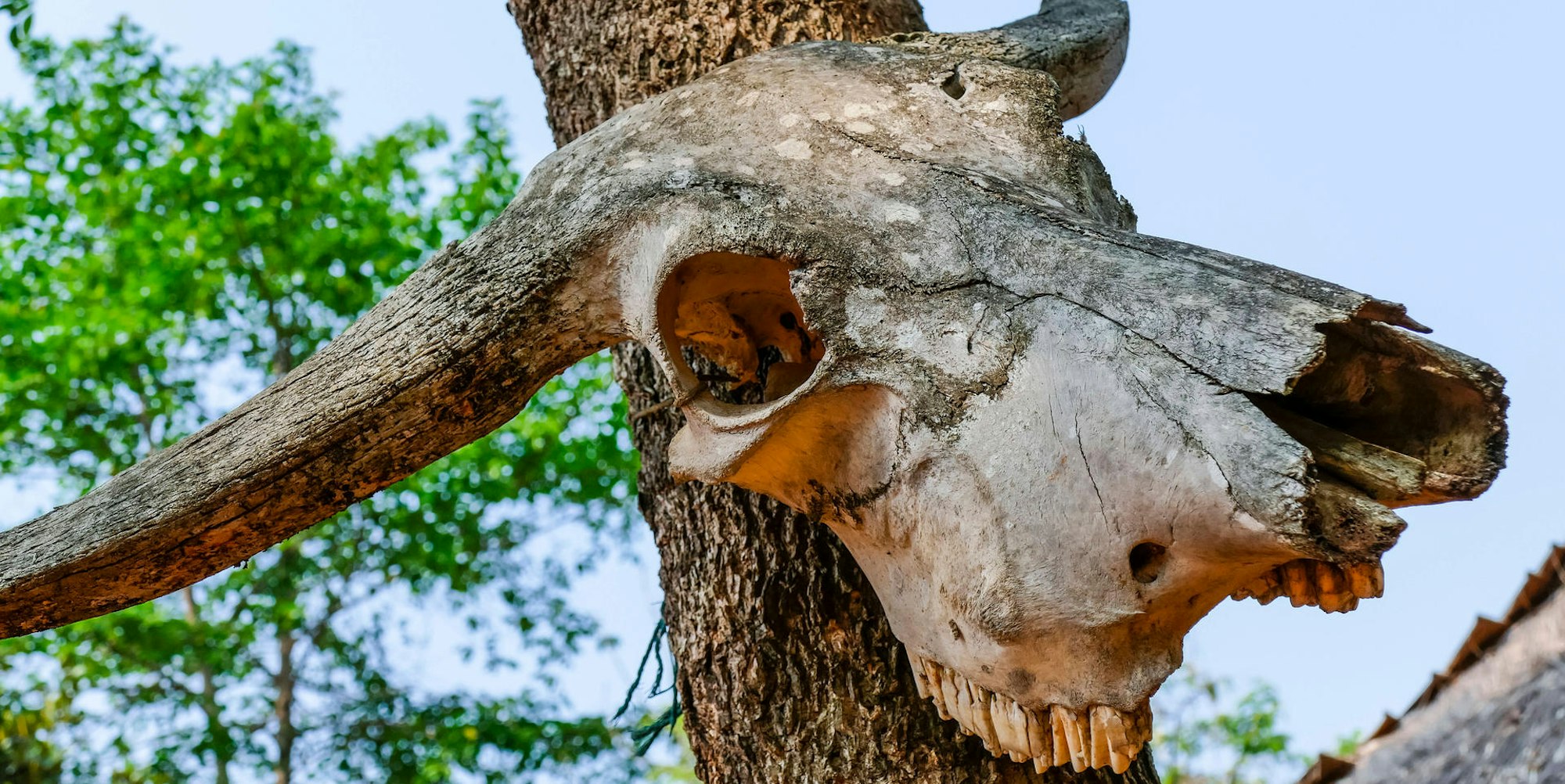 Büffelschädel an Baum imago