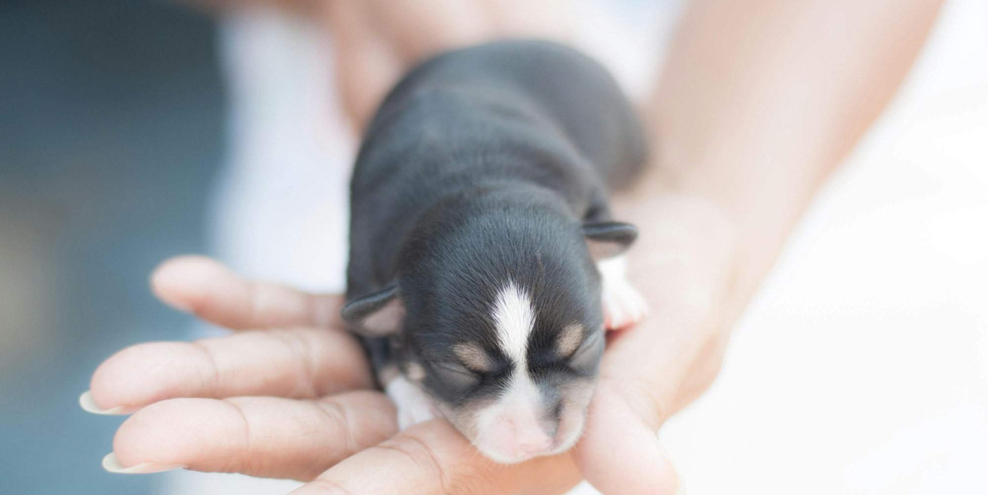 Haustiere online kaufen welpe 18416