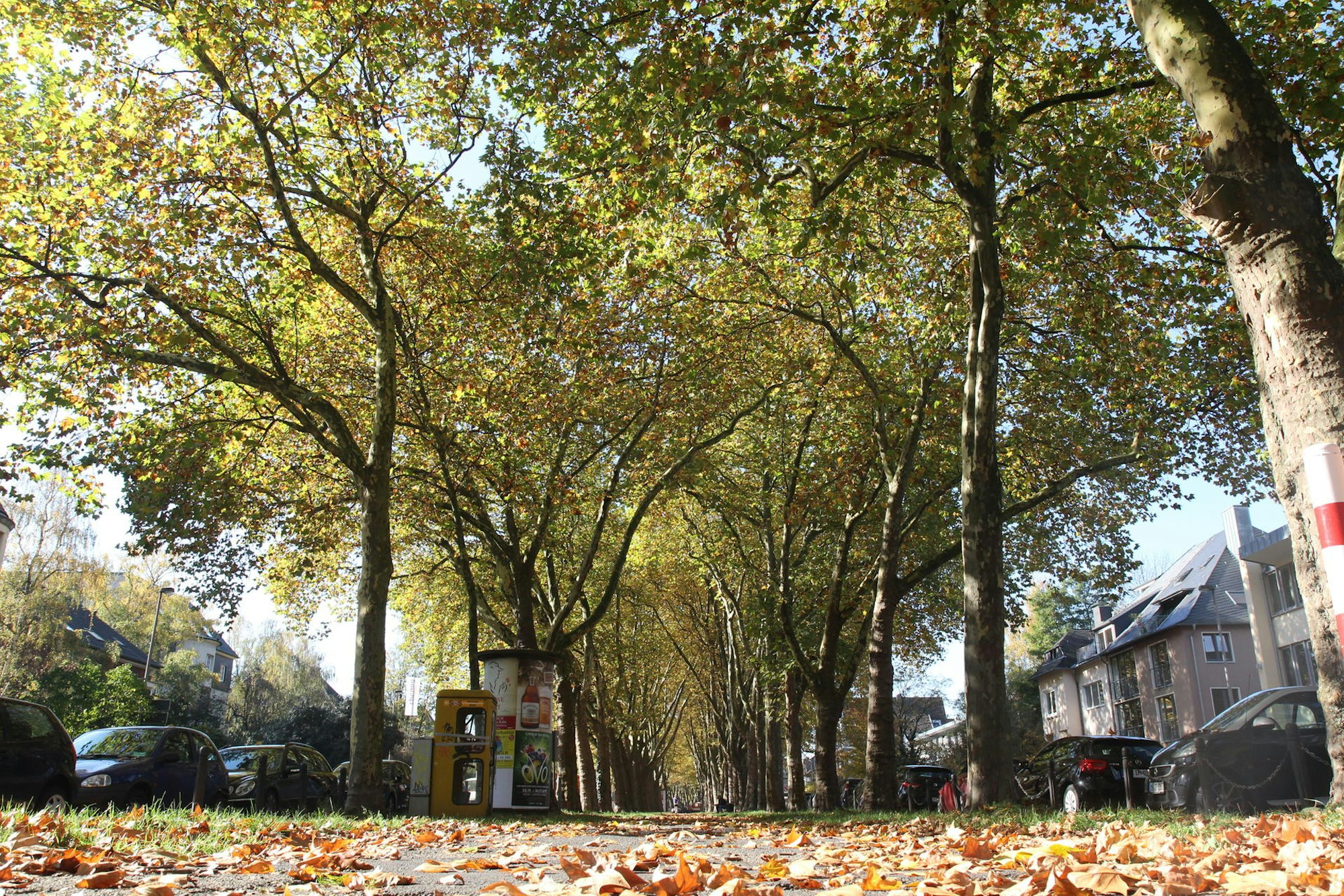 rem_baumkataster_018