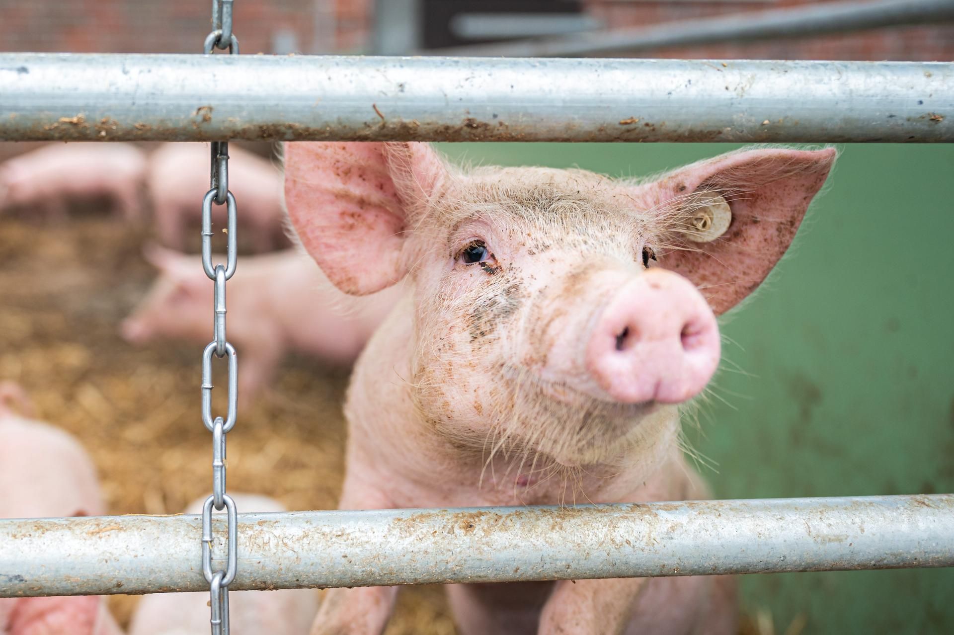 Schwein (1)