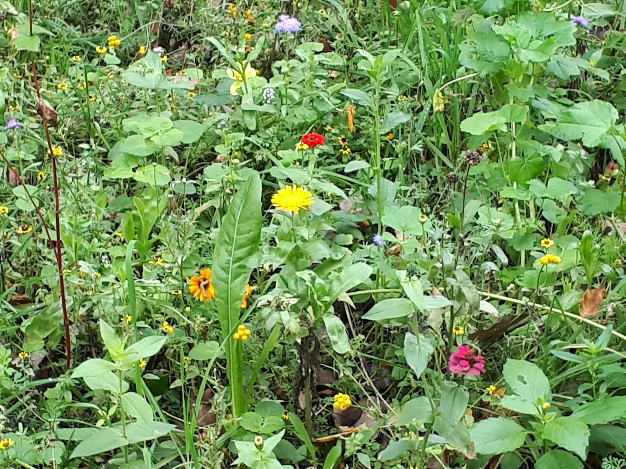 Parklandschaft_Erftstadt
