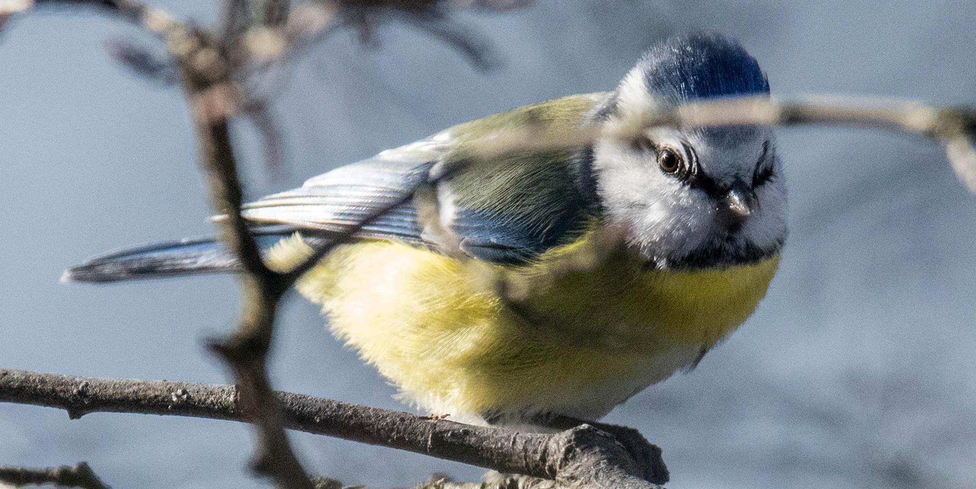 Blaumeise