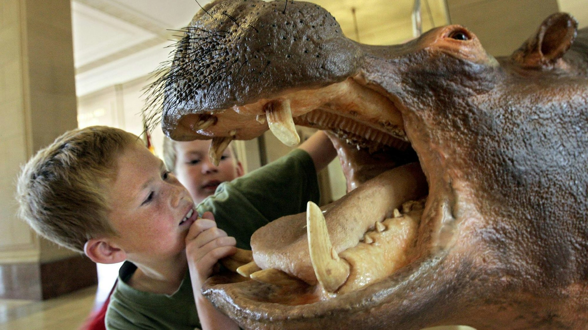 Kind schaut in Nilpferd-Maul