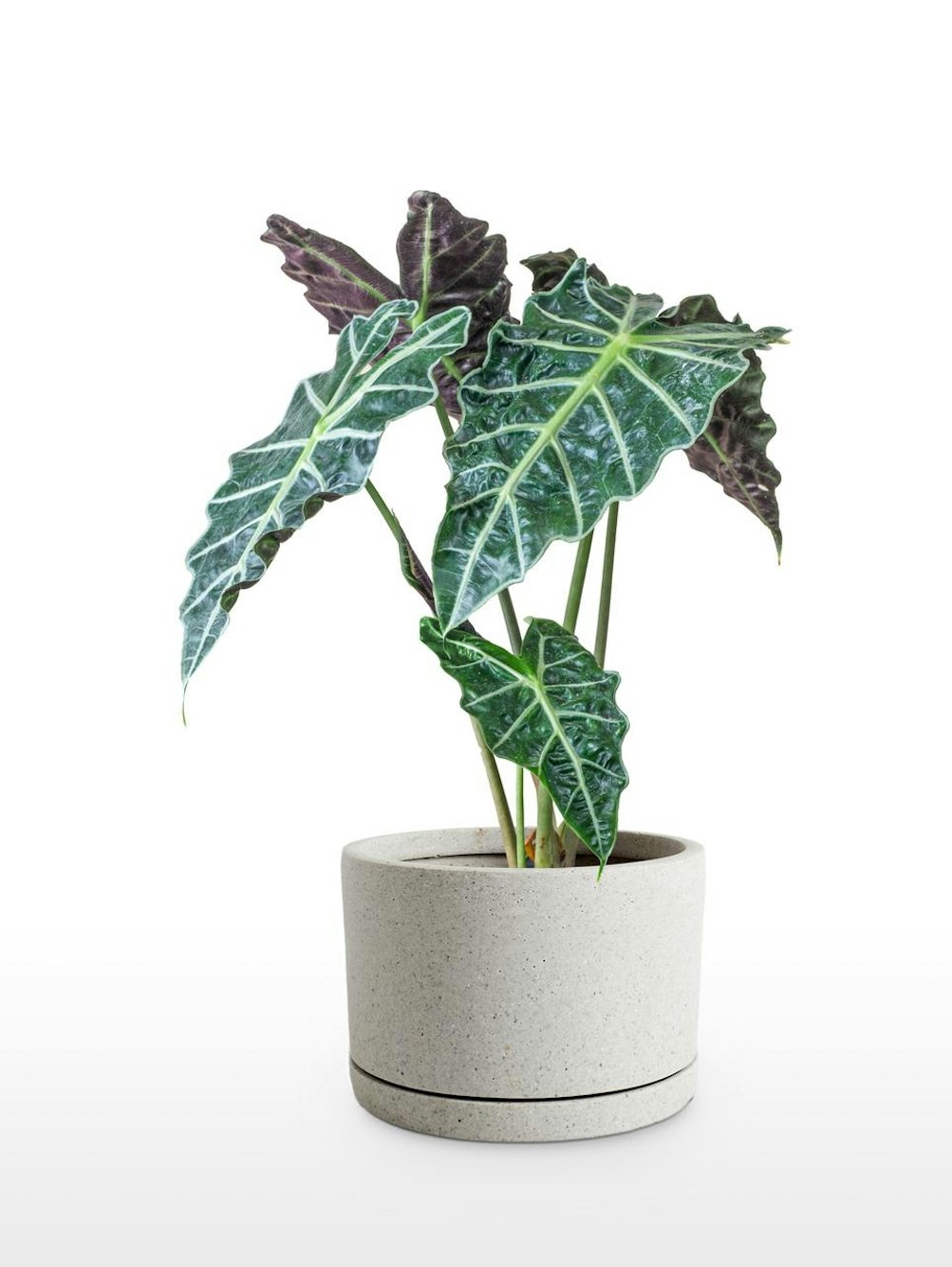 alocasia pfeilpflanze