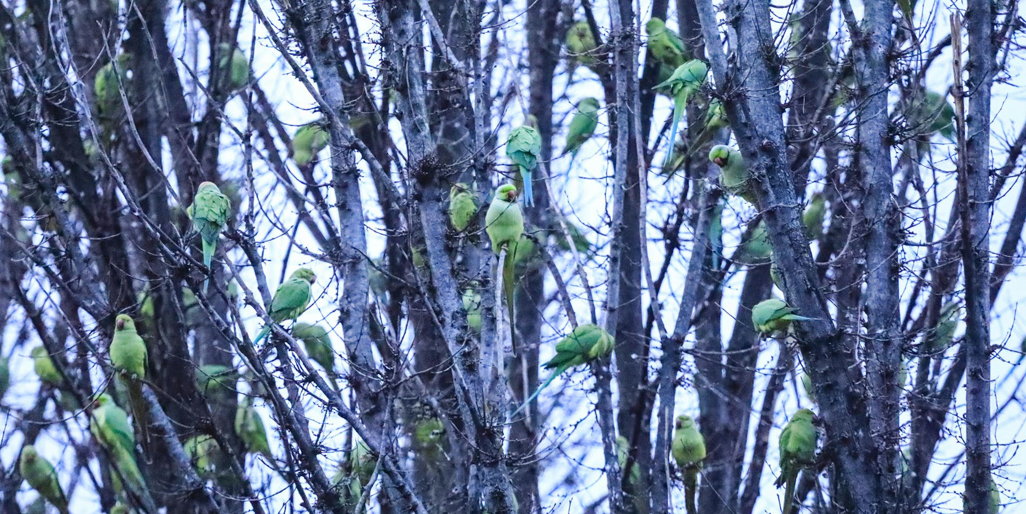 kra_papageie-12
