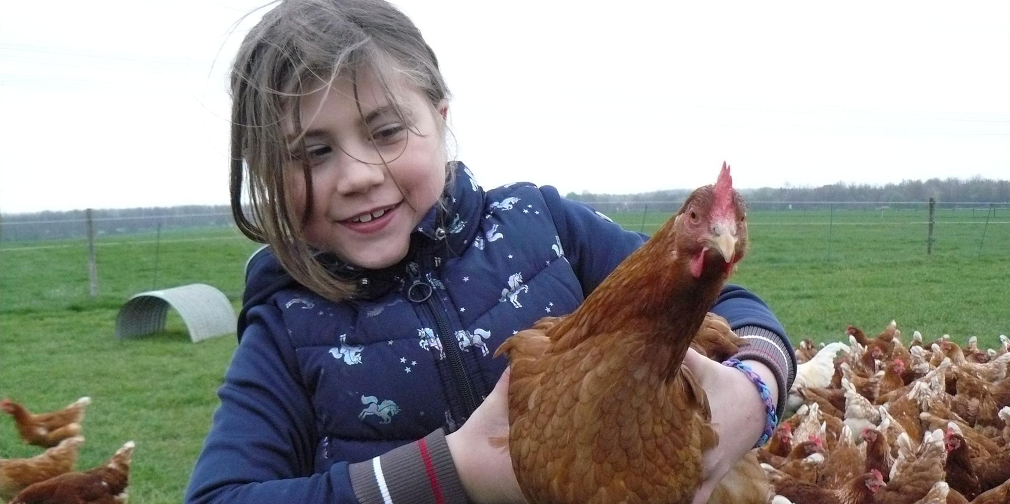 Hühnermobil Dresenhof1