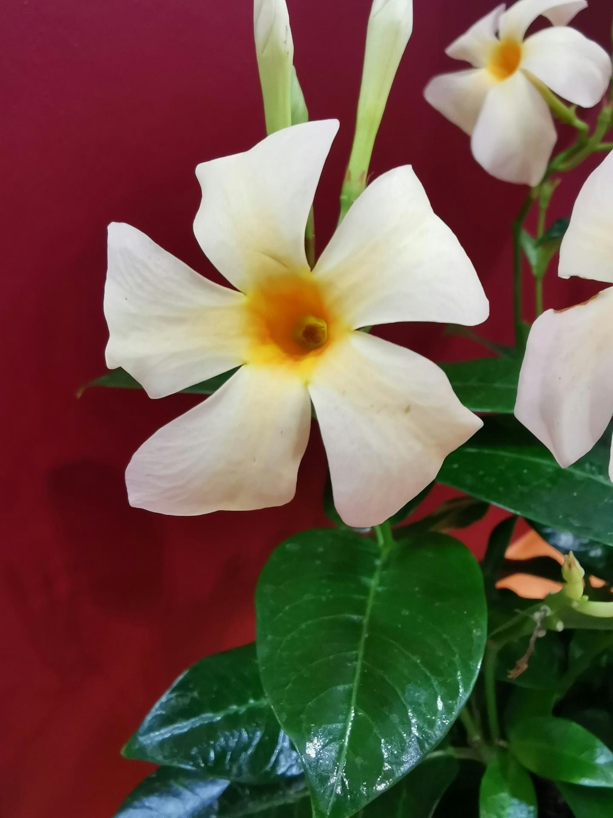 mandevilla