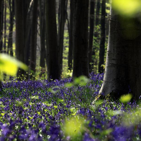 Frühling Wald Getty
