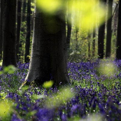 Frühling Wald Getty