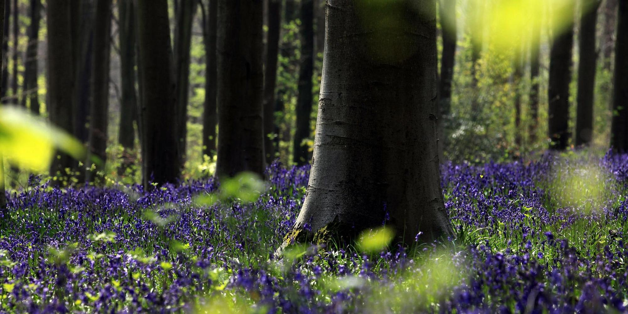 Frühling Wald Getty