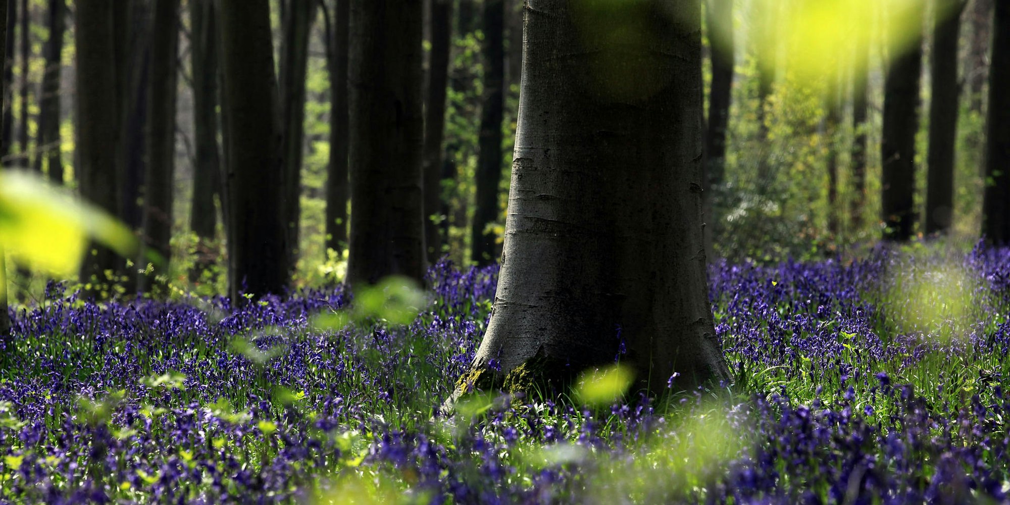 Frühling Wald Getty