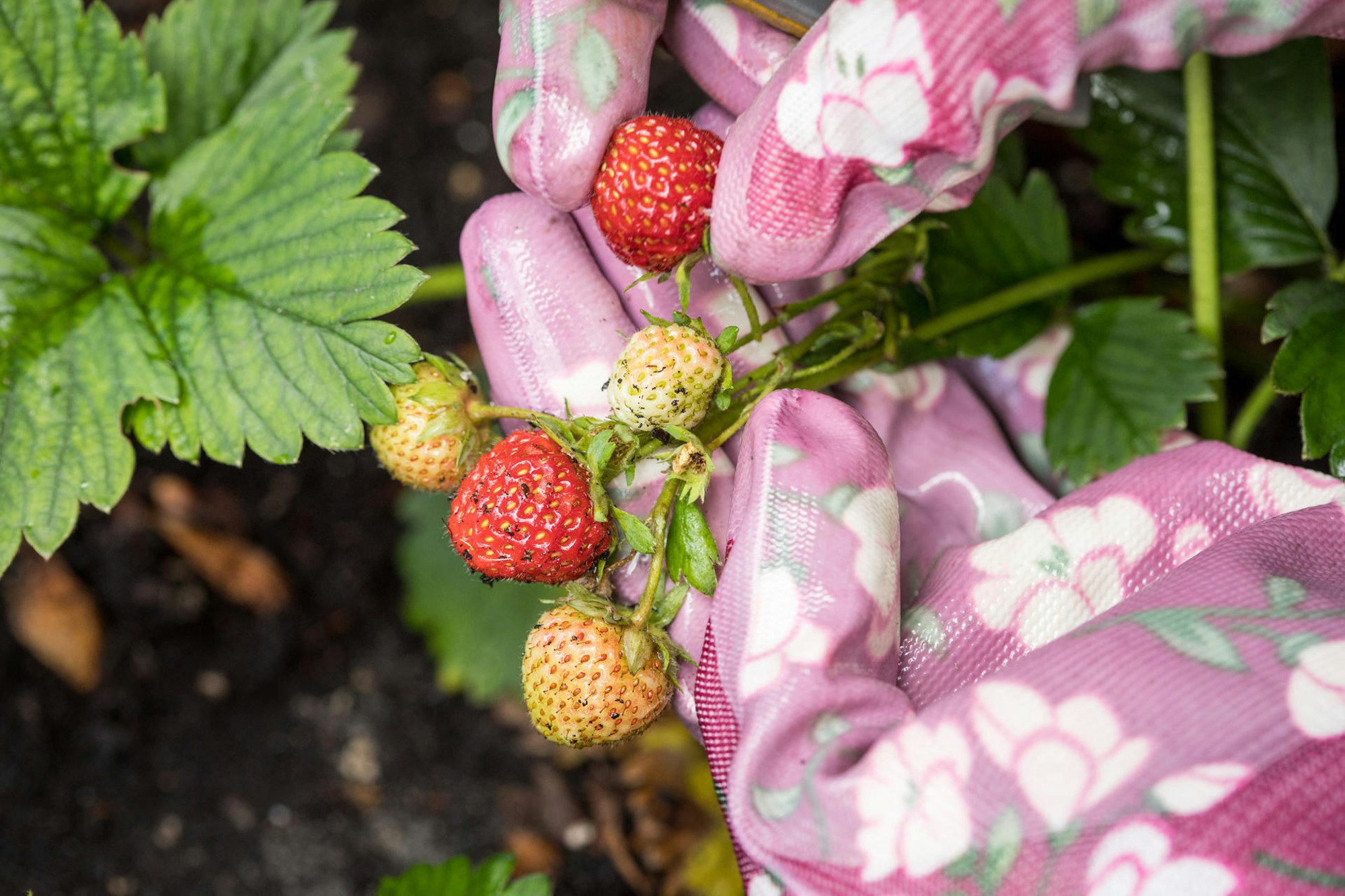 Erdbeeren Balkon handschuhe