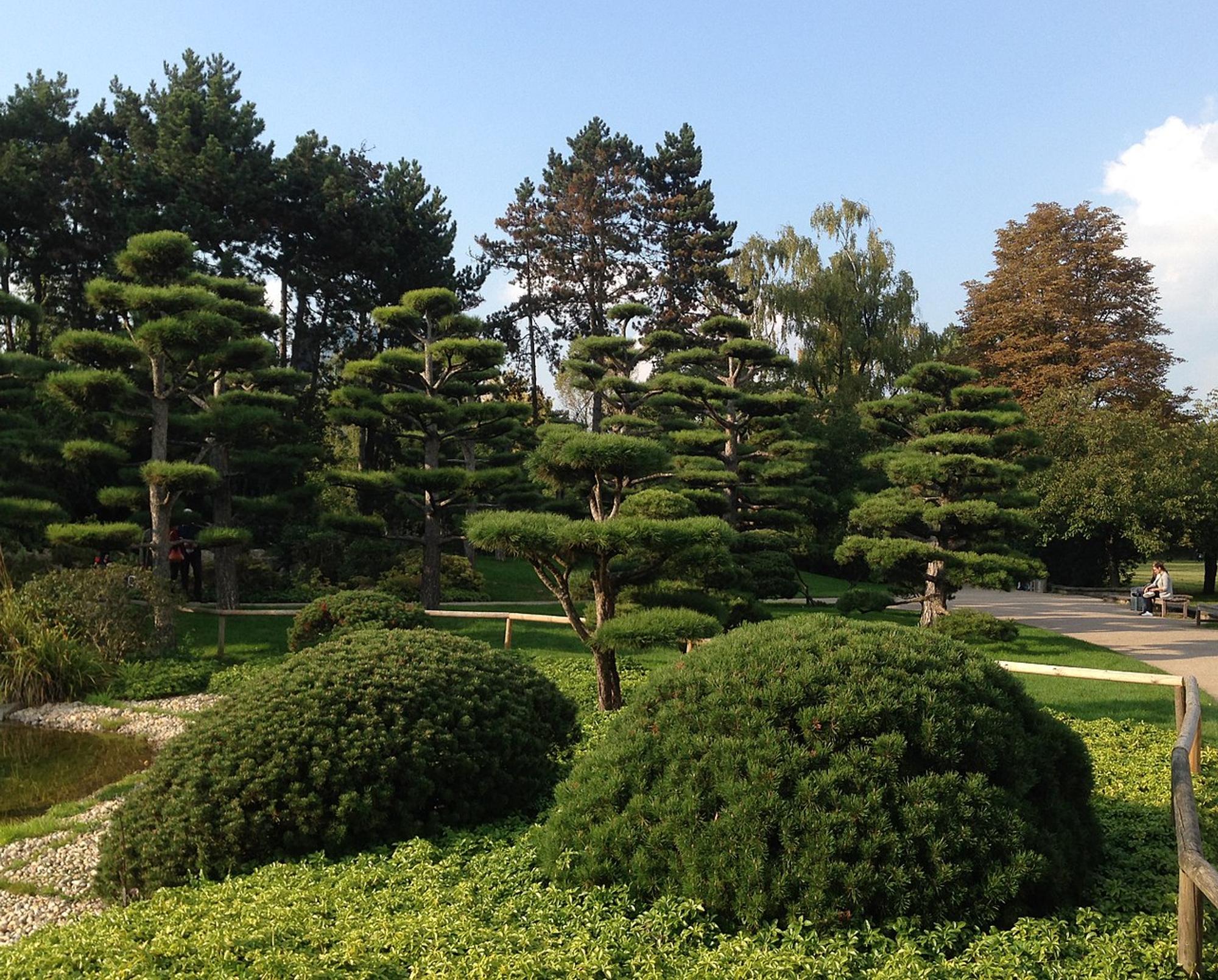 Japanischer_Garten_mit_beschnittenen_Kiefern,_Nordpark_Düsseldorf,_September_2017