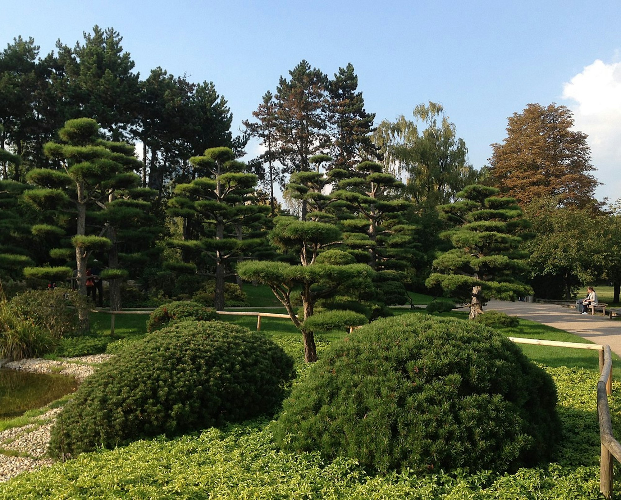 Japanischer_Garten_mit_beschnittenen_Kiefern,_Nordpark_Düsseldorf,_September_2017