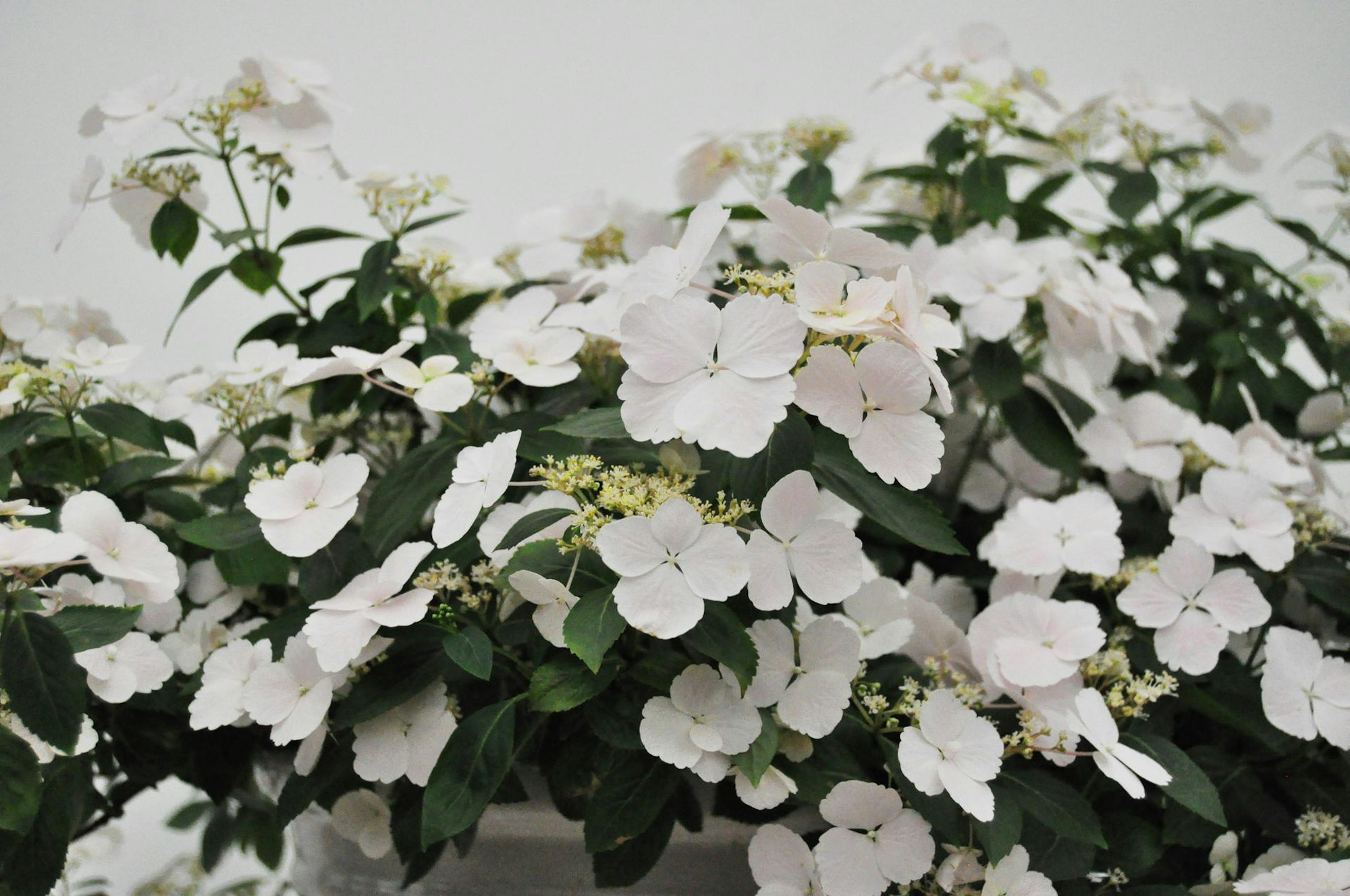 Gartentrends 2018 Neue Hortensie