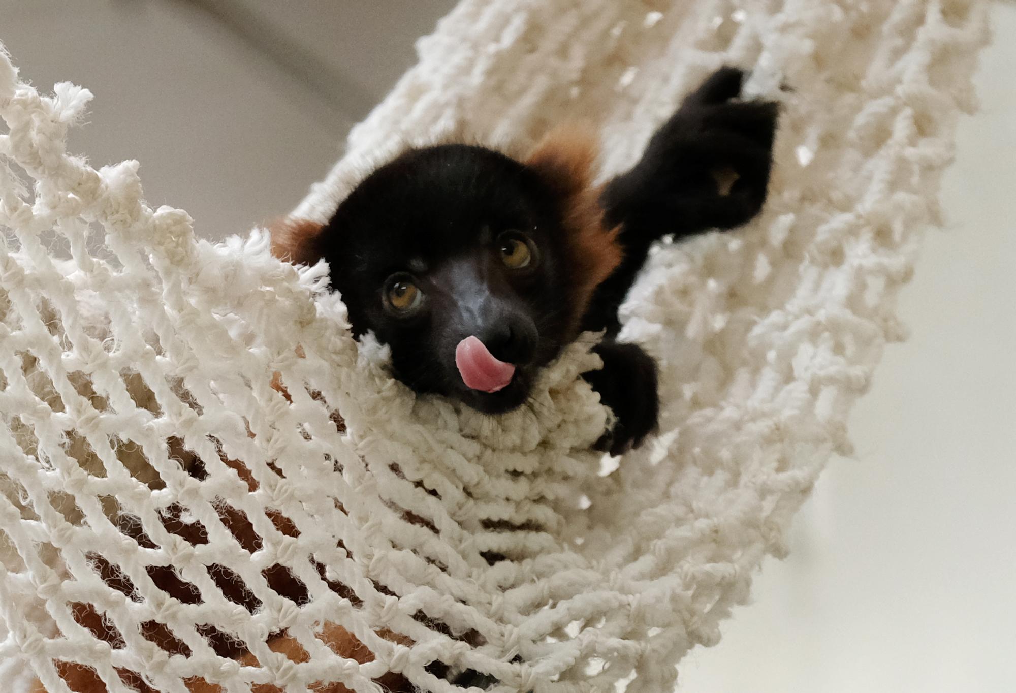 20160421max-lemur01