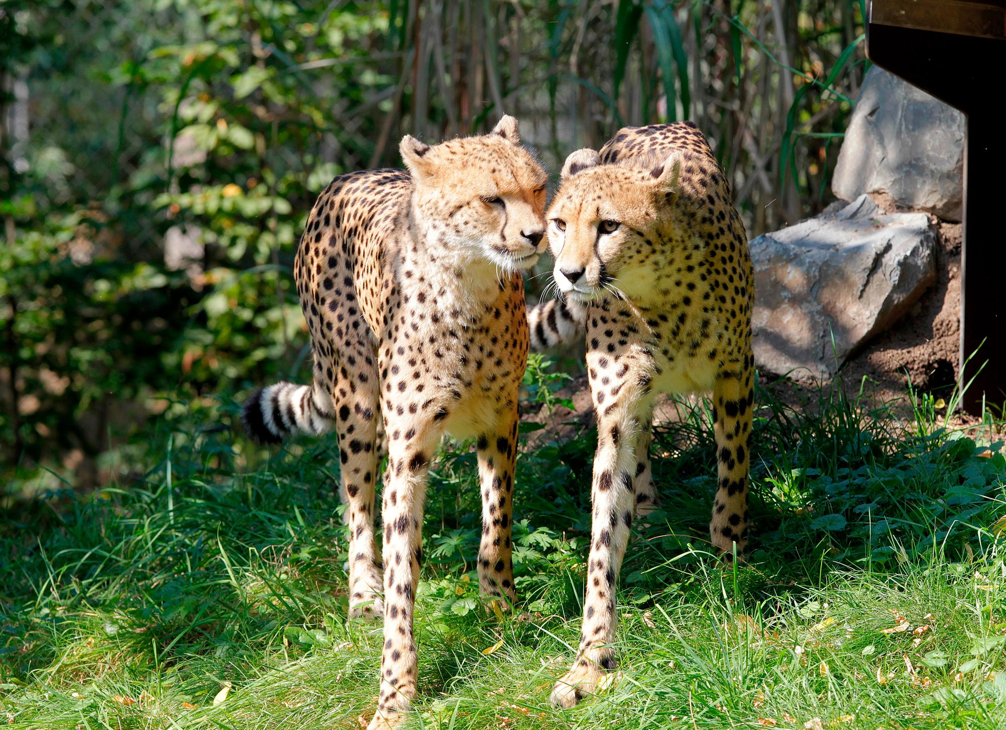 20160901_tb_Geparden_Zoo_005