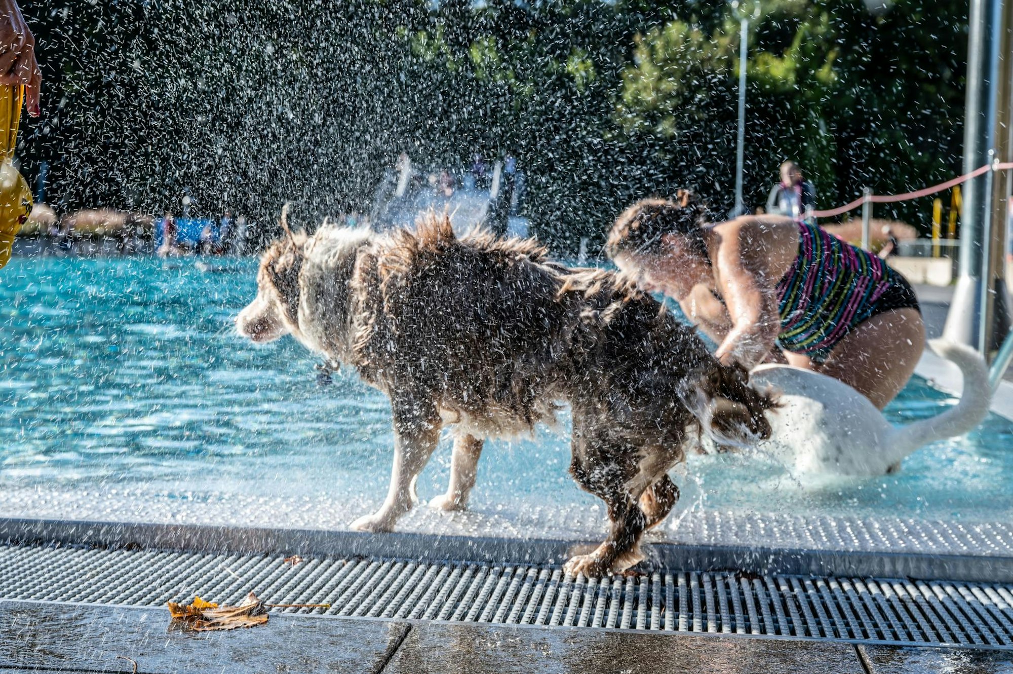 hundeschwimmenstadionbad3