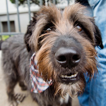 Mischling an der Leine