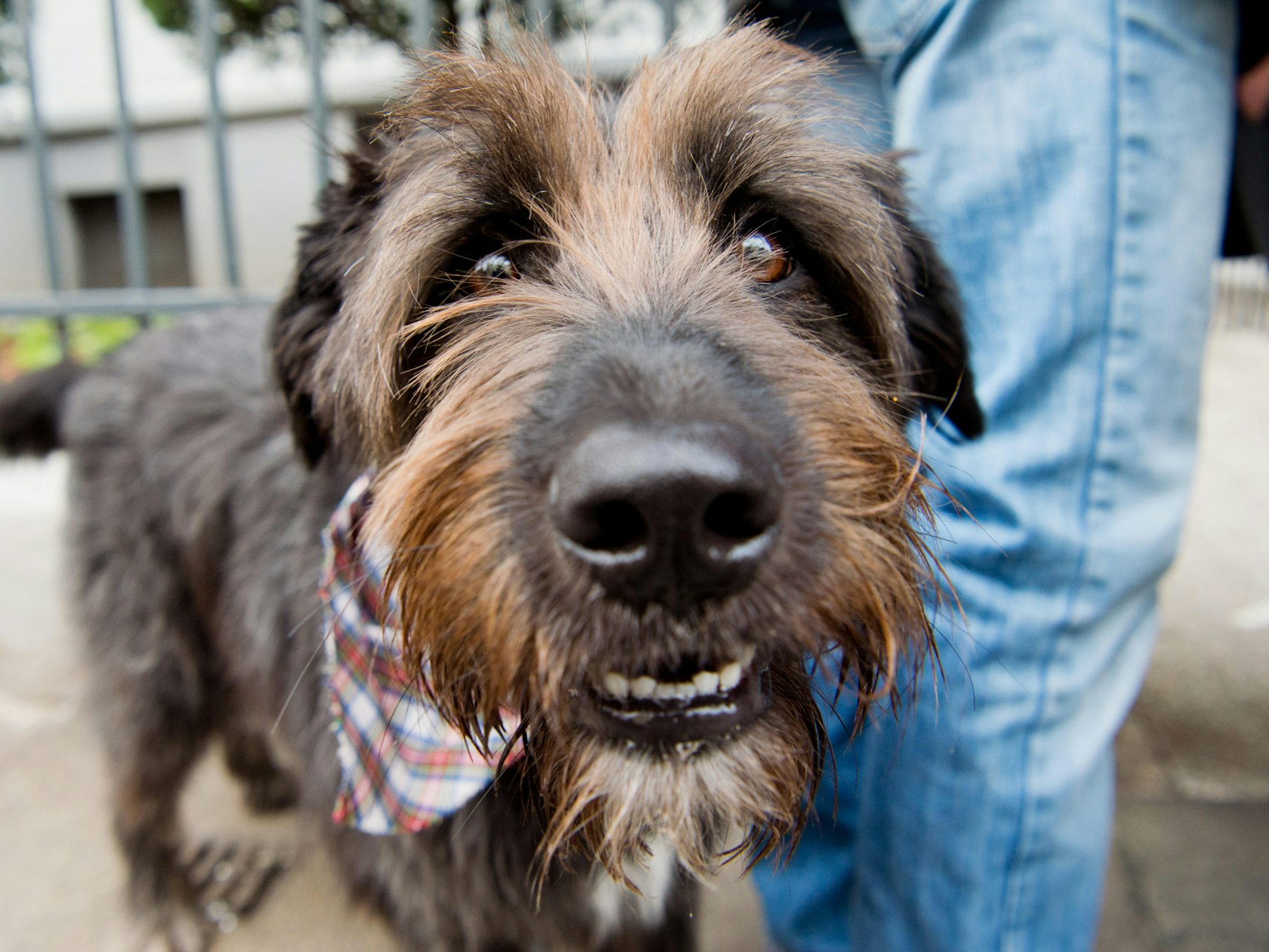 Mischling an der Leine