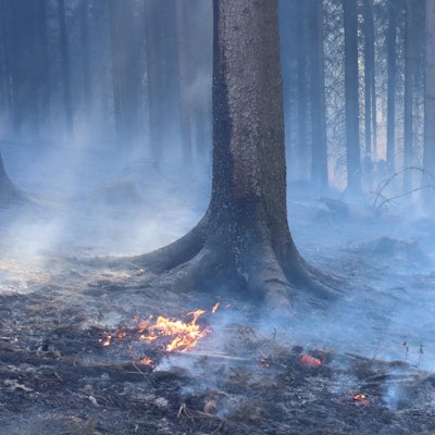 Waldbrand_Hoemerich-0362-kup