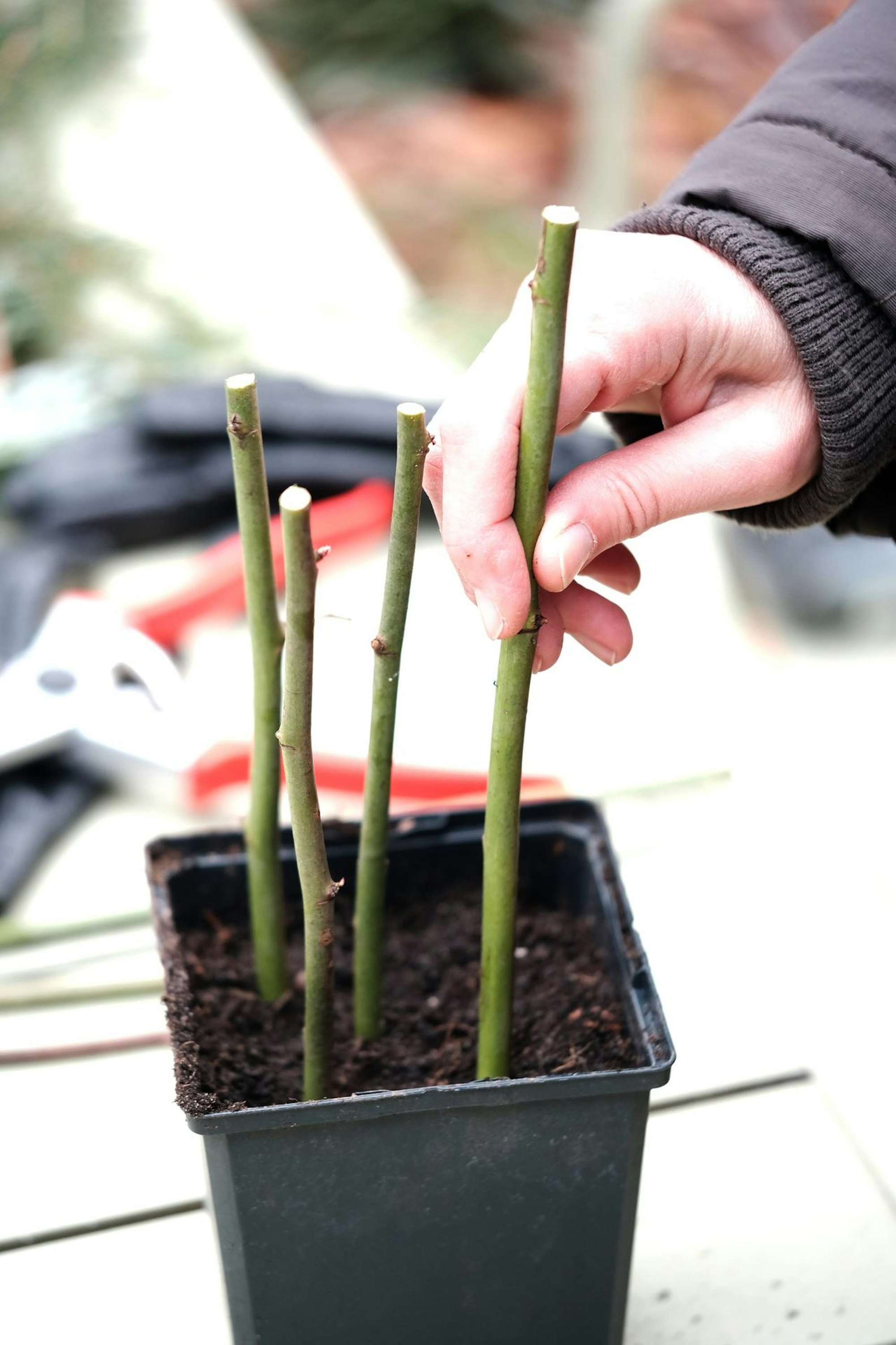 gartenkalender Dezember 1