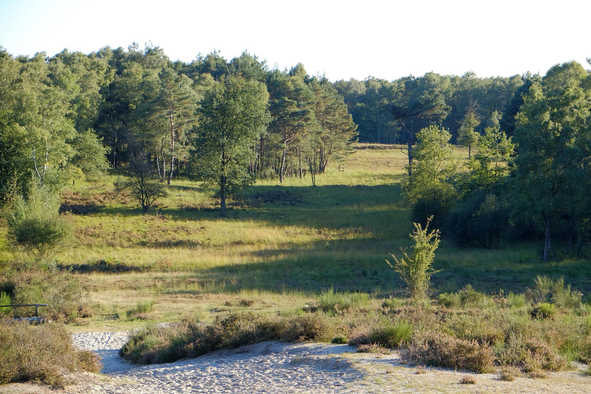 Wahner heide Schriefer