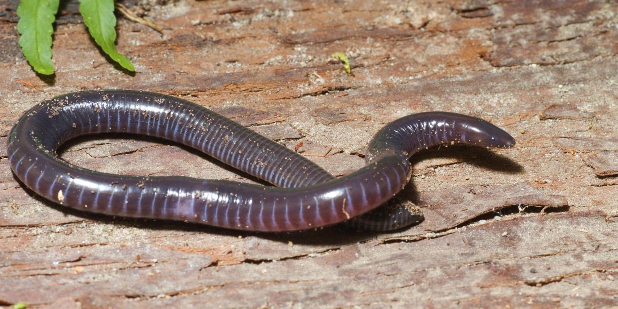 Schleichenlurch
