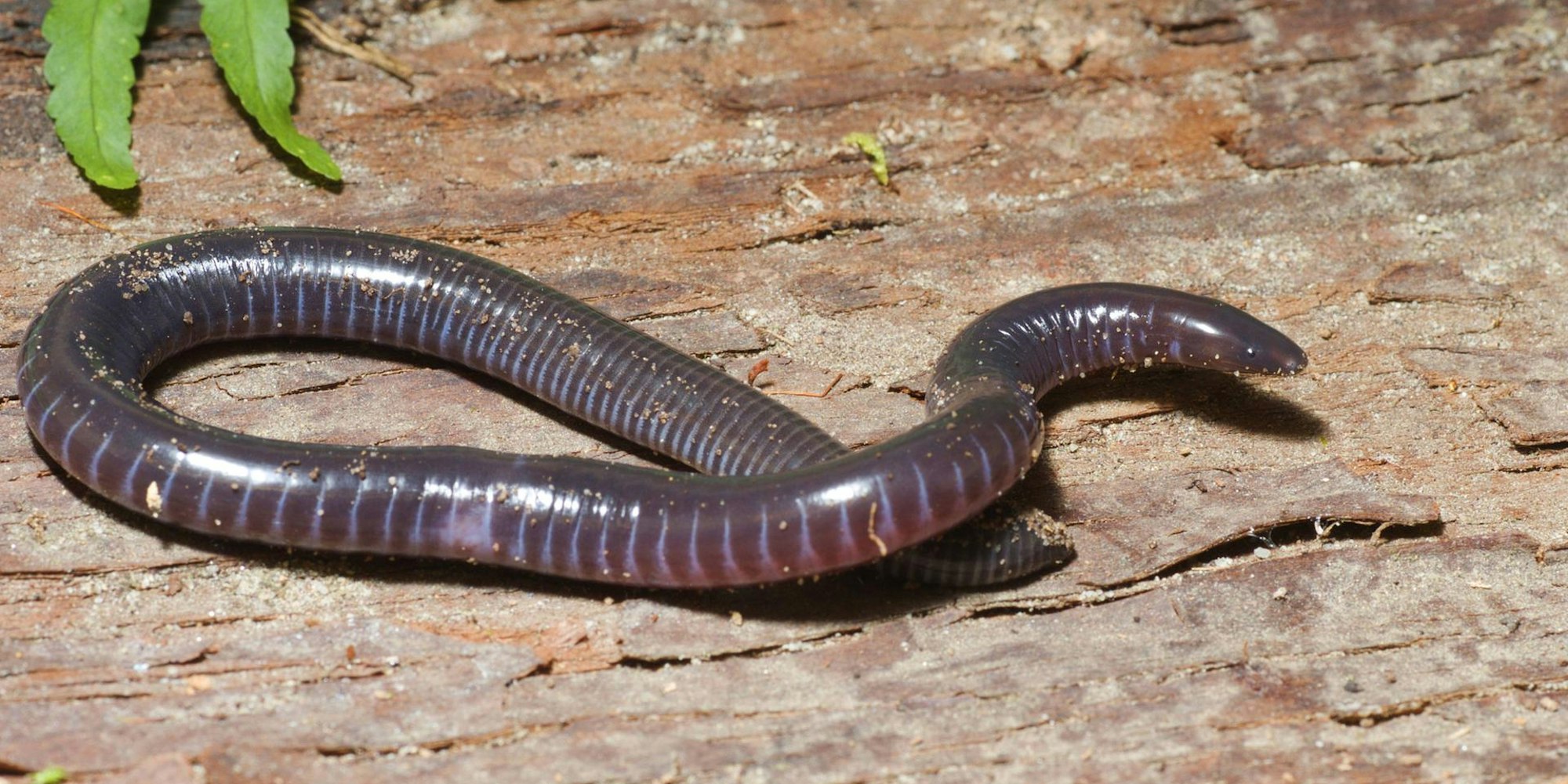 Schleichenlurch