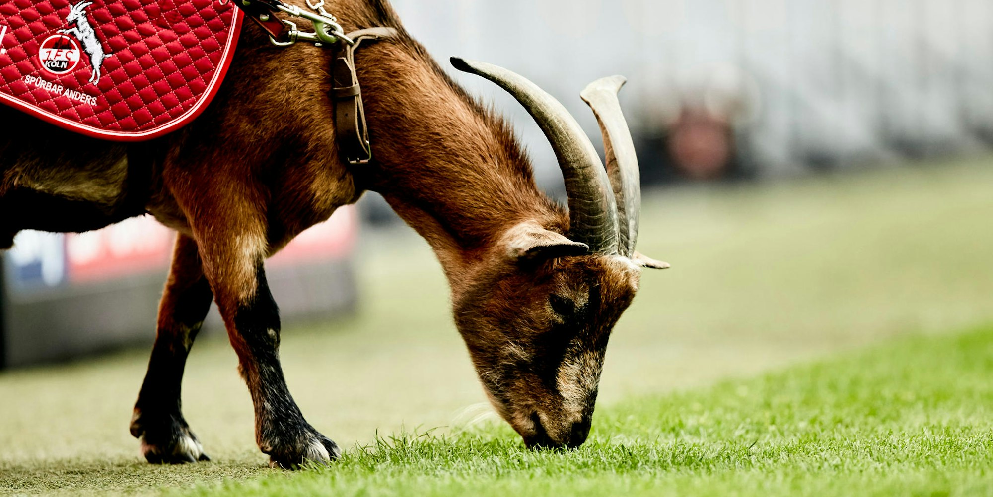 Hennes_20160827_tffoto__TF17282