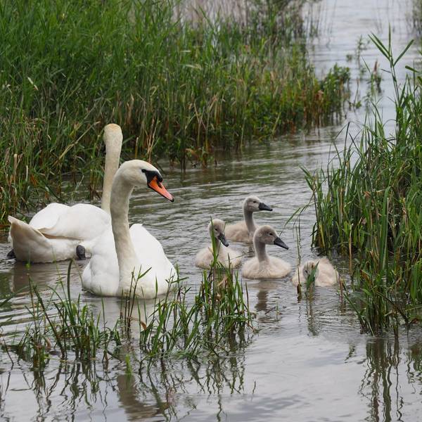 sues schwan 3a