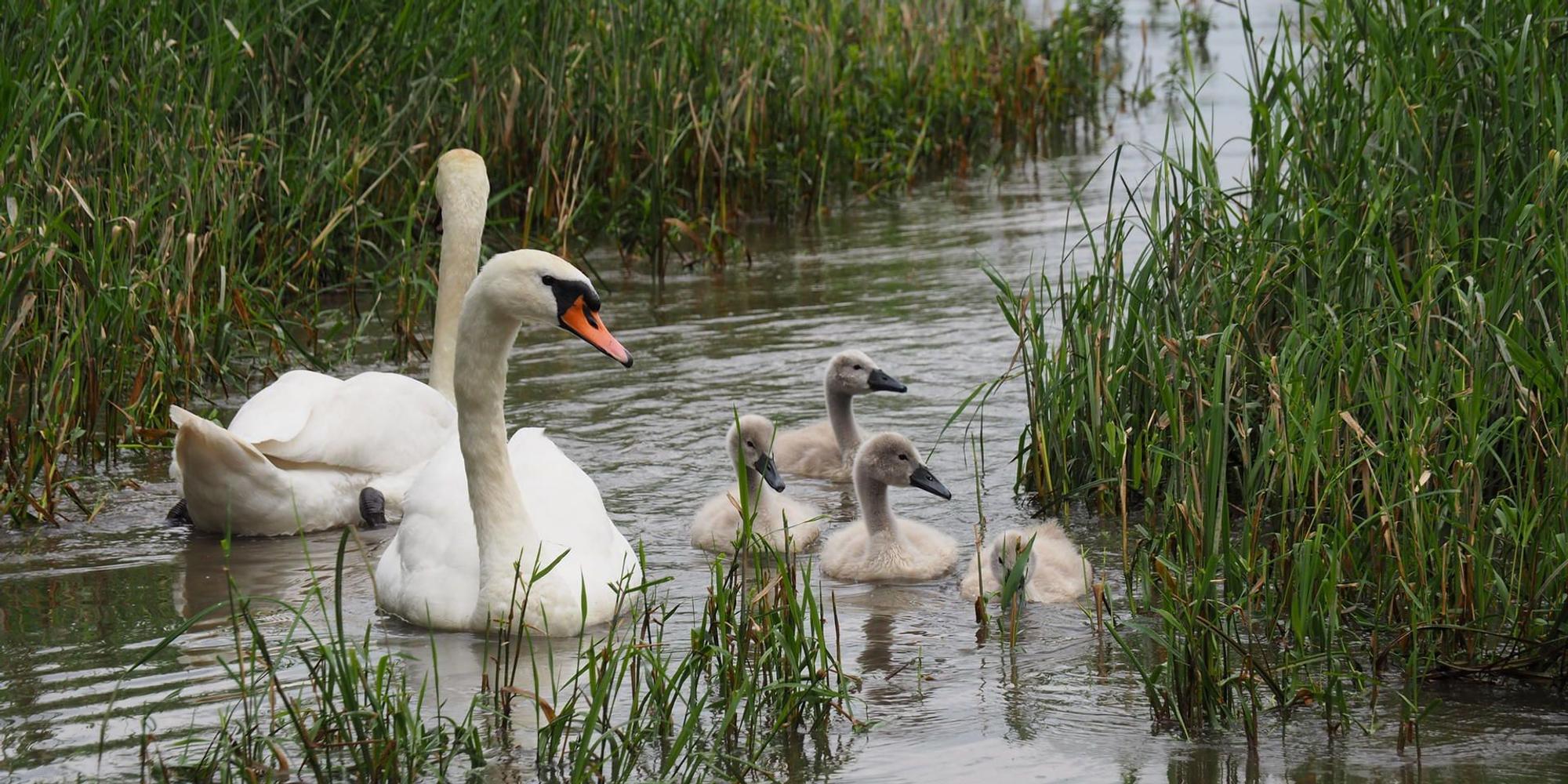 sues schwan 3a