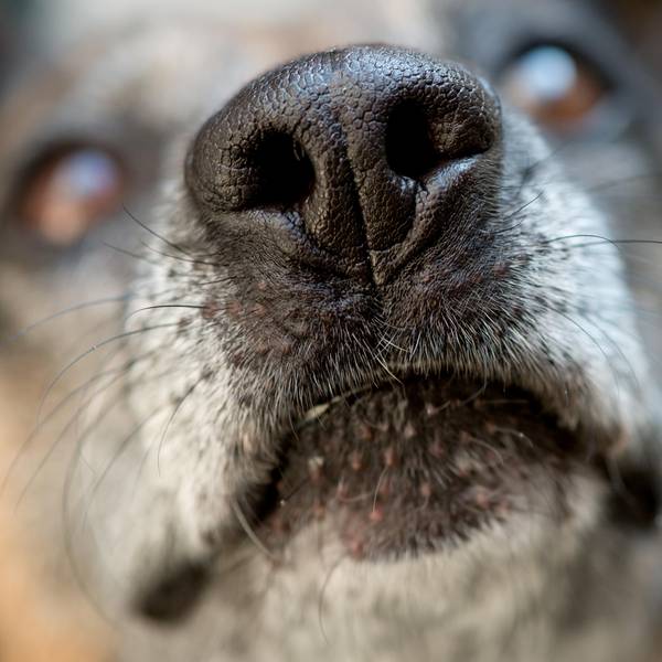 Hund