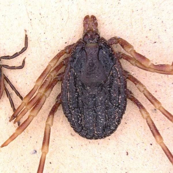 Hyalomma tropische Zecke dpa