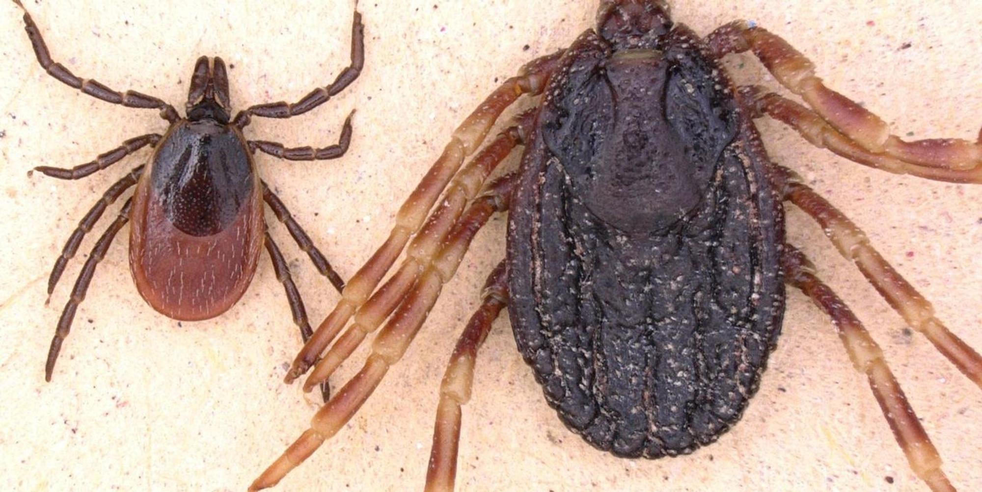 Hyalomma tropische Zecke dpa