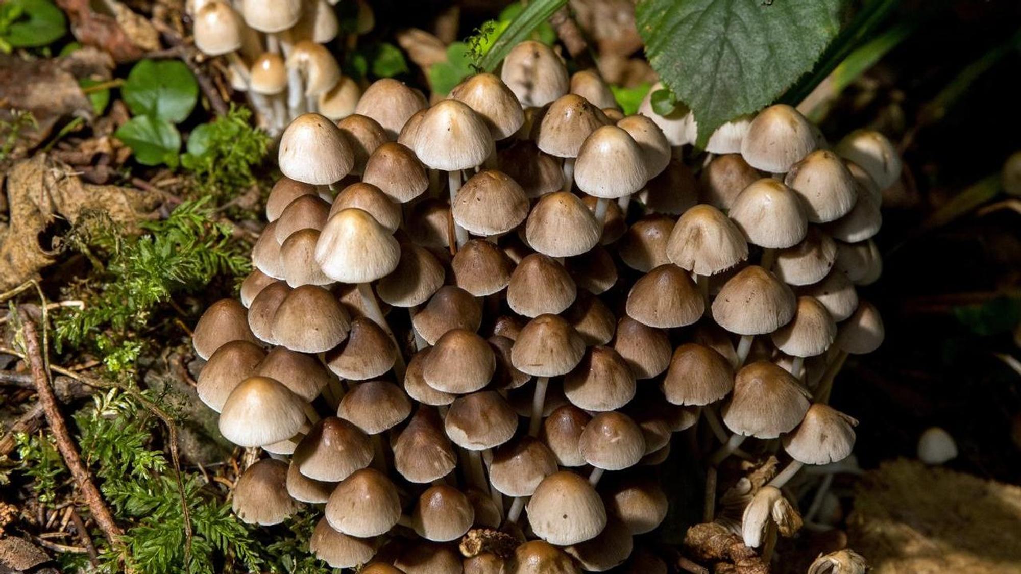 Der Büschleige Mürbling Pilz