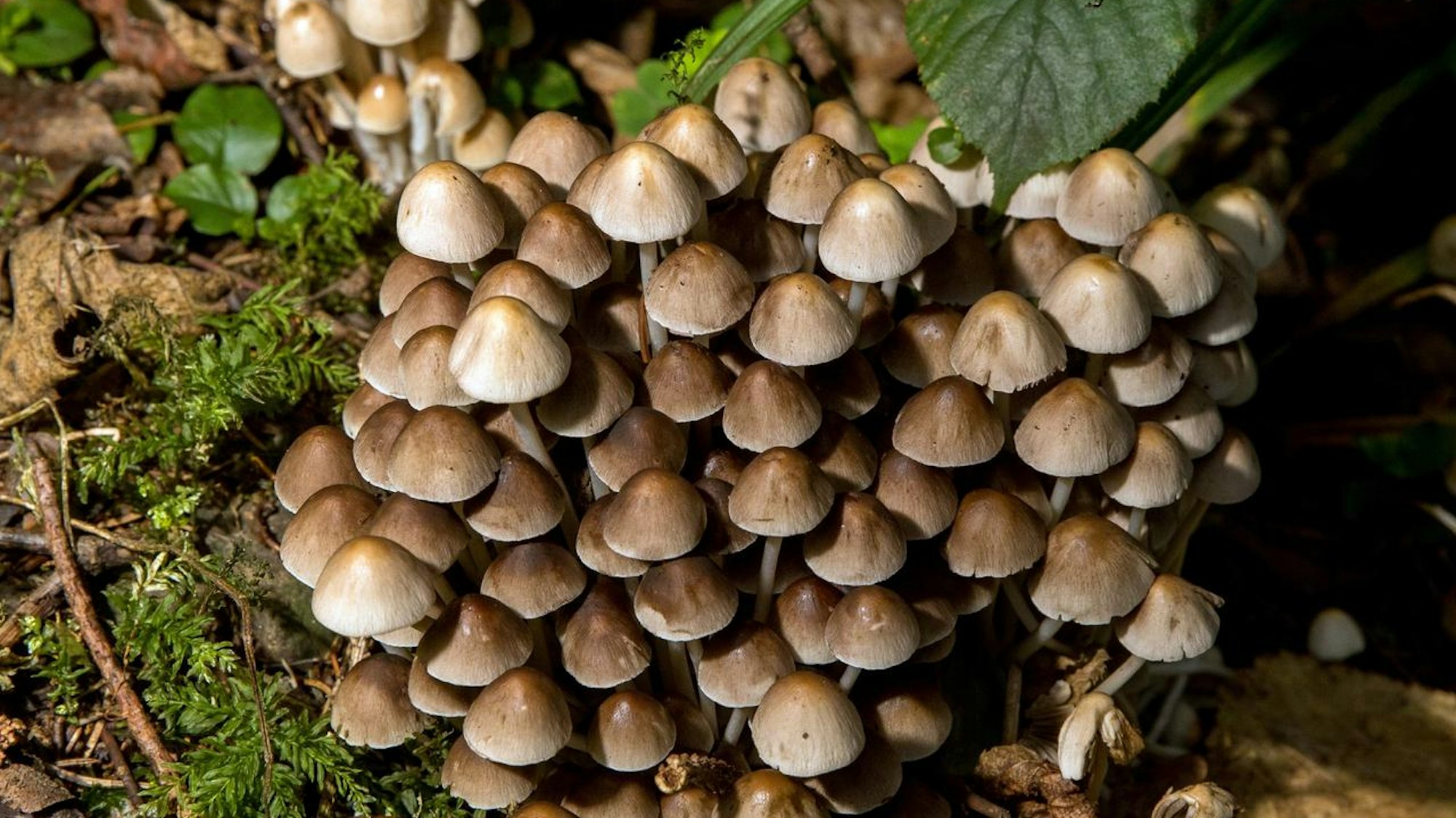 Der Büschleige Mürbling Pilz