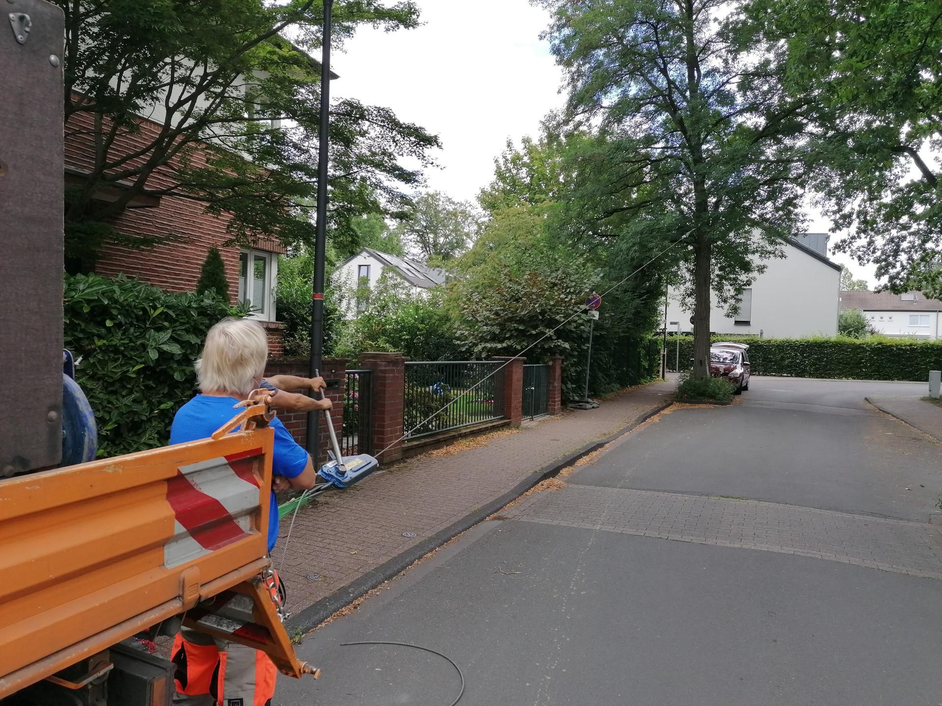 Robinienfällung Frankenforst