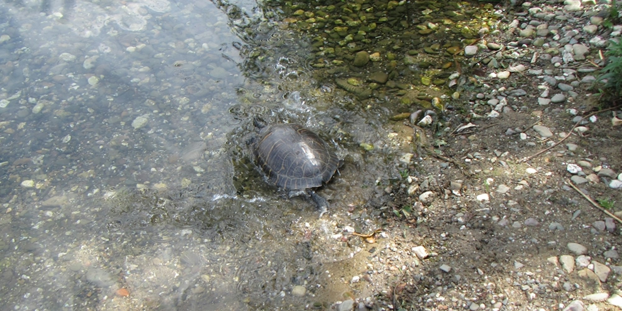 schildkröte