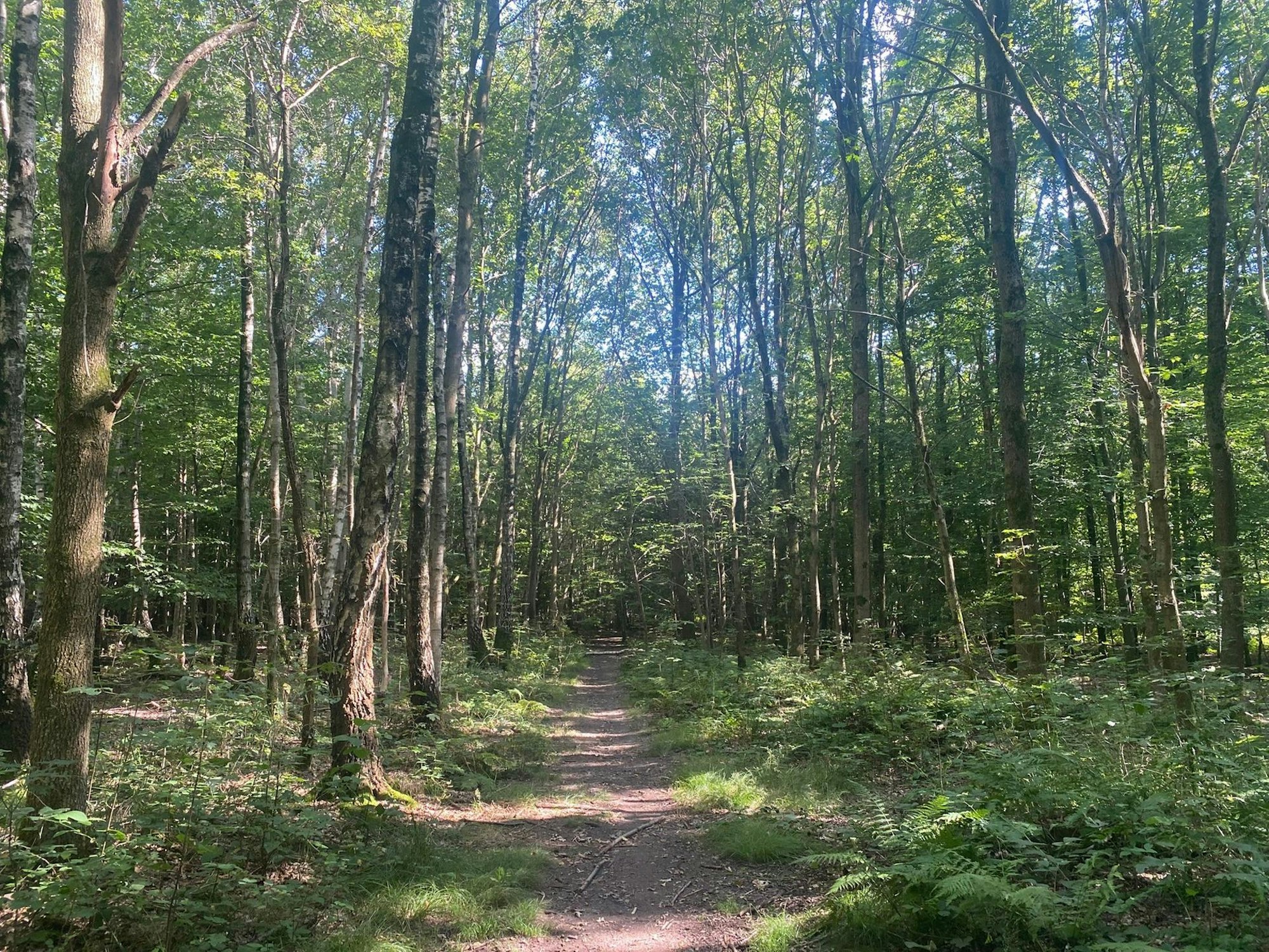 Lena Schmitz leerer Wald