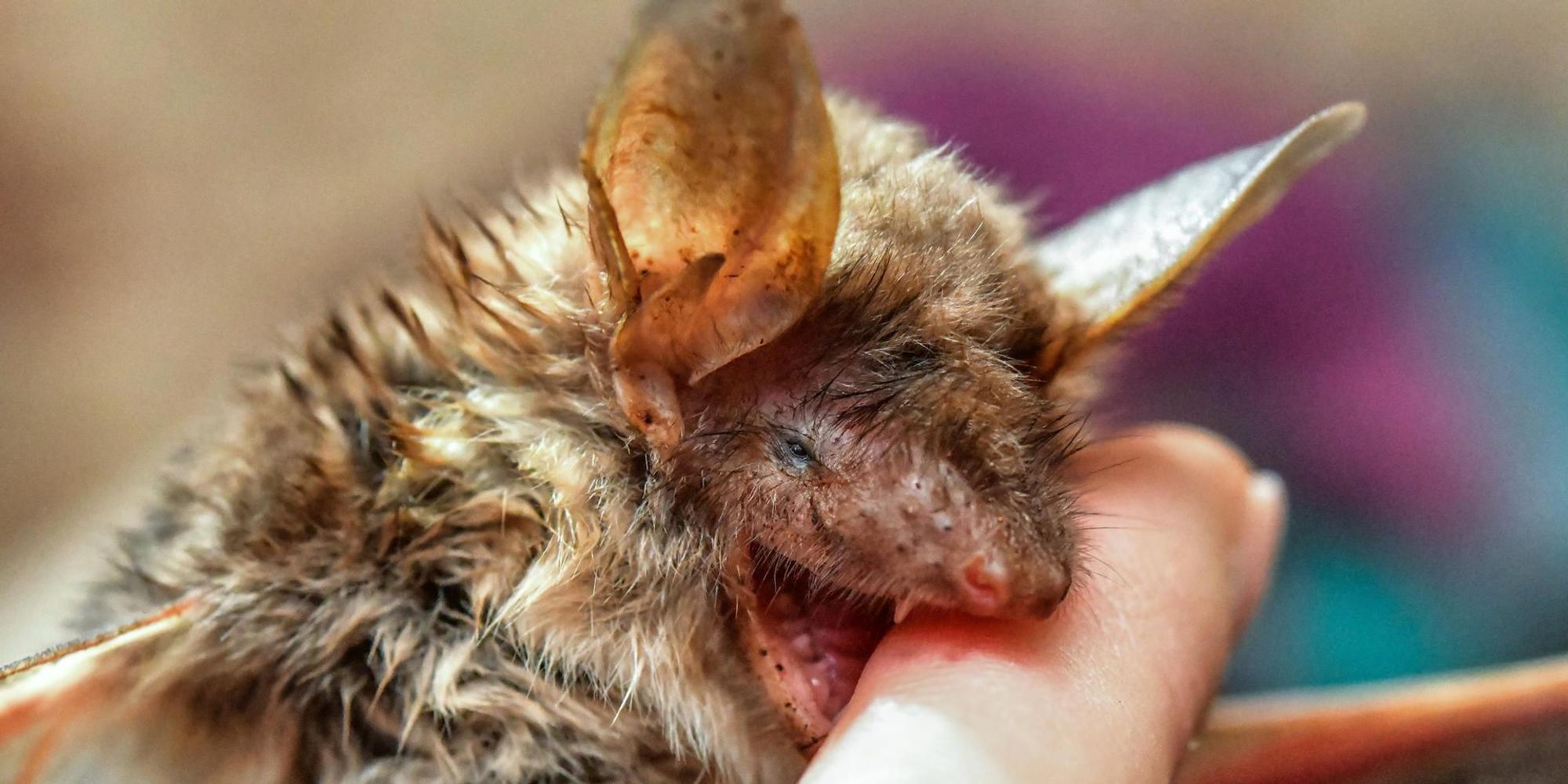 dpa Fledermaus