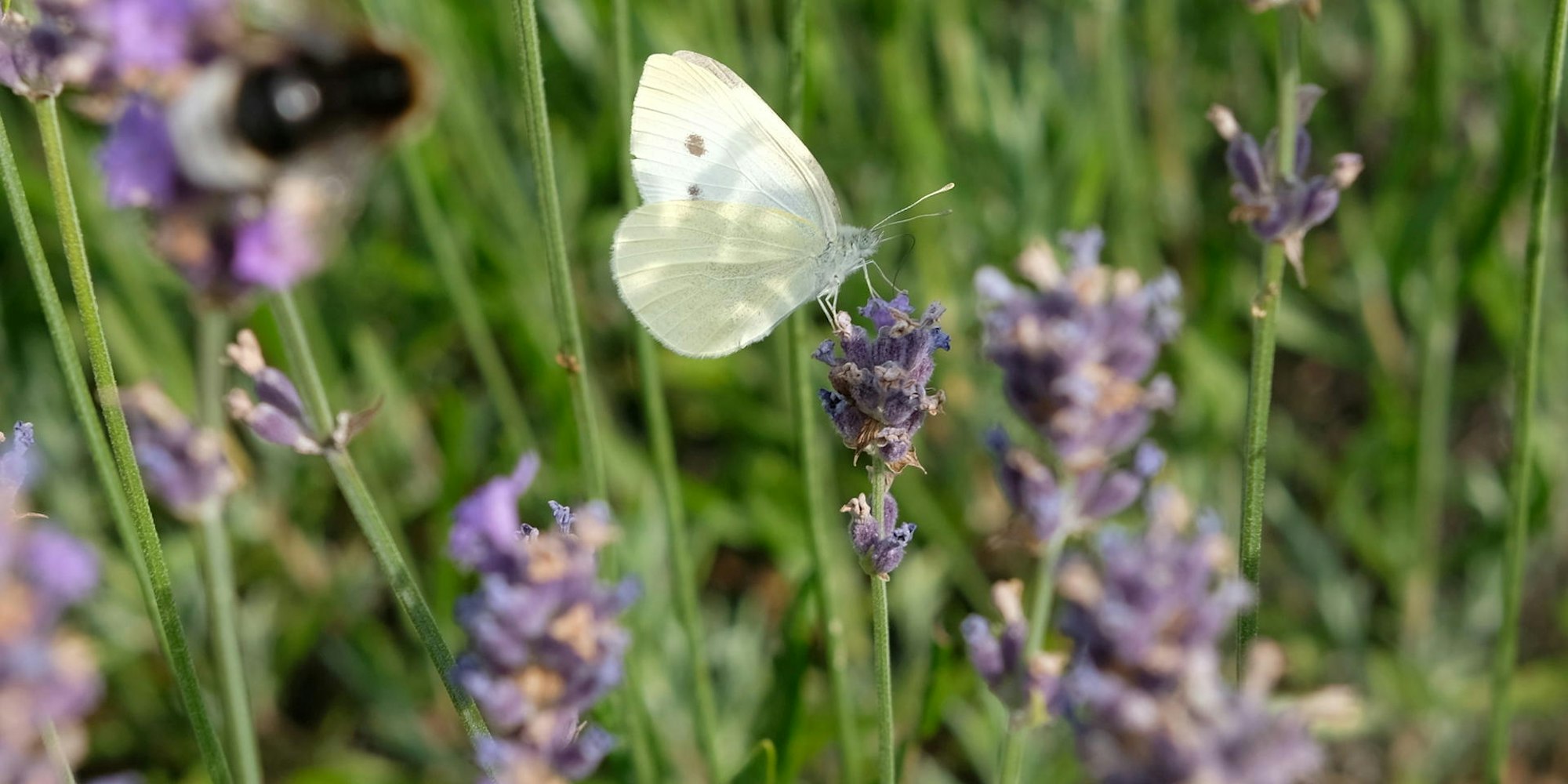 20180704max-garten02