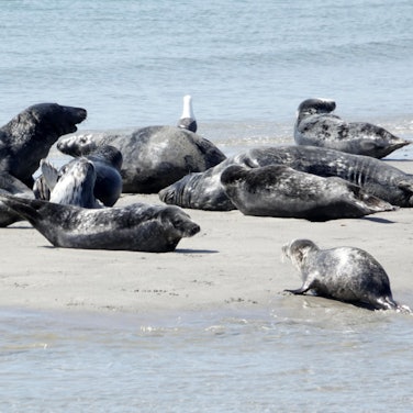 Kegelrobben vor Helgoland