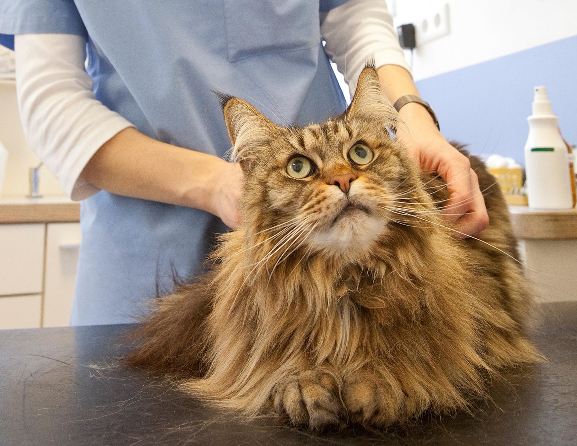 tierarzt katze