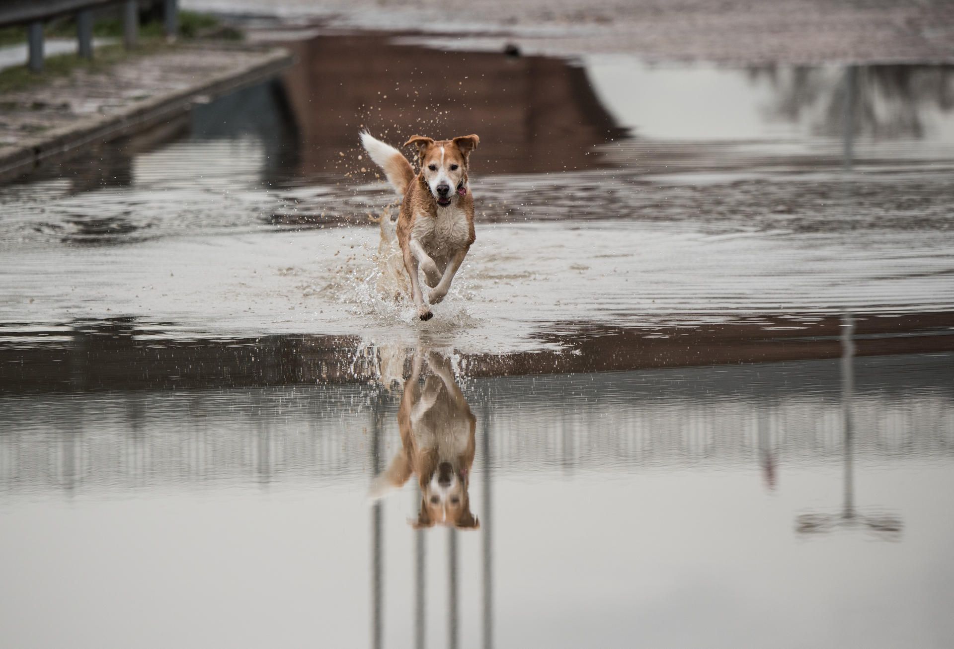 Hochwasser Mainz dpa